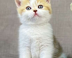 Кошки в Люберцах: Британский котенок Девочка, 25 000 руб. - фото 2