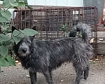 Собаки в Серпухове: Метис-как маленькая овчарка  Девочка, 100 руб. - фото 2