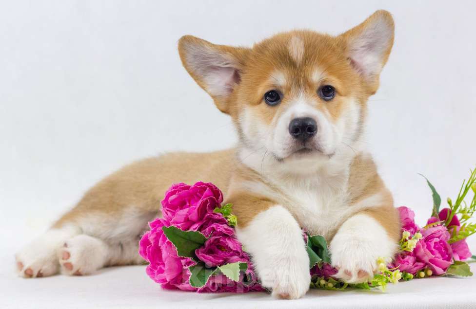 Собаки в Москве: Очаровательные щенки Вельш Корги Пемброк Мальчик, 70 000 руб. - фото 1