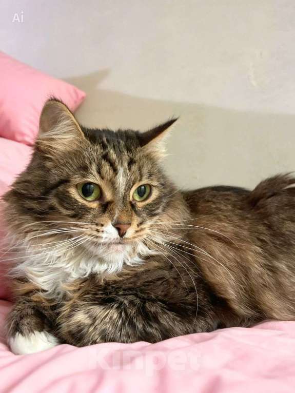 Кошки в Москве: Пушистая кошка в добрые руки Девочка, Бесплатно - фото 2