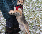 Собаки в Москве: Малышка Нюша очень ждет своего родного ЧЕЛОВЕКА. Девочка, Бесплатно - фото 5