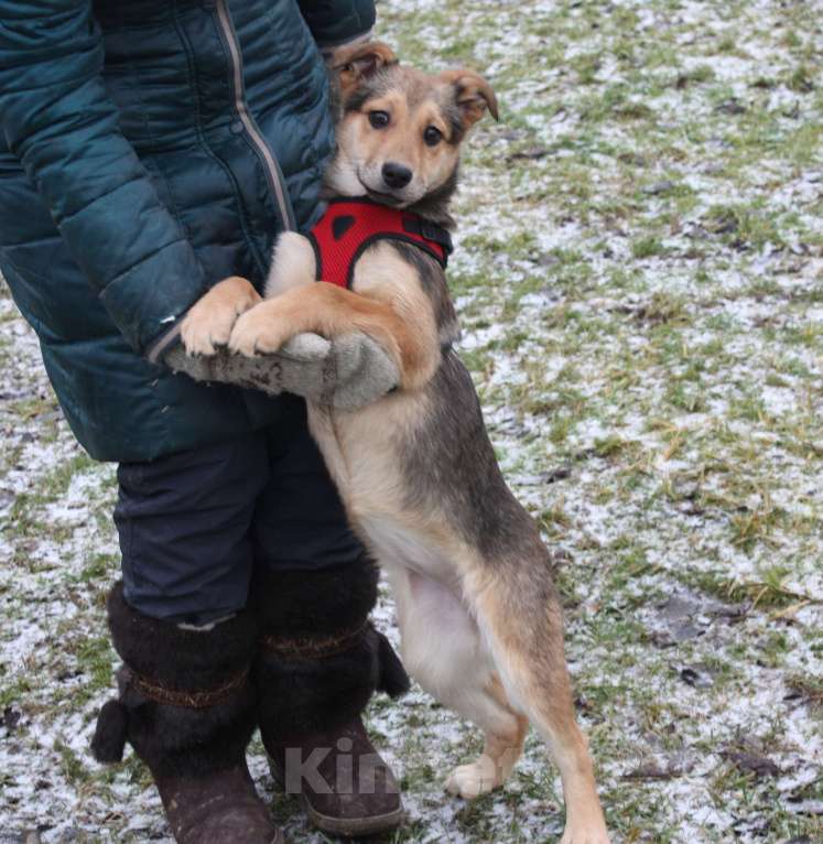 Собаки в Москве: Малышка Нюша очень ждет своего родного ЧЕЛОВЕКА. Девочка, Бесплатно - фото 5