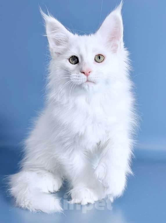 Кошки в других городах Московской области: Белоснежная полидевочка Девочка, 90 000 руб. - фото 2