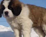 Собаки в Москве: Сенбернар Мальчик, 60 000 руб. - фото 4