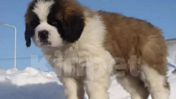 Собаки в Москве: Сенбернар Мальчик, 60 000 руб. - фото 4