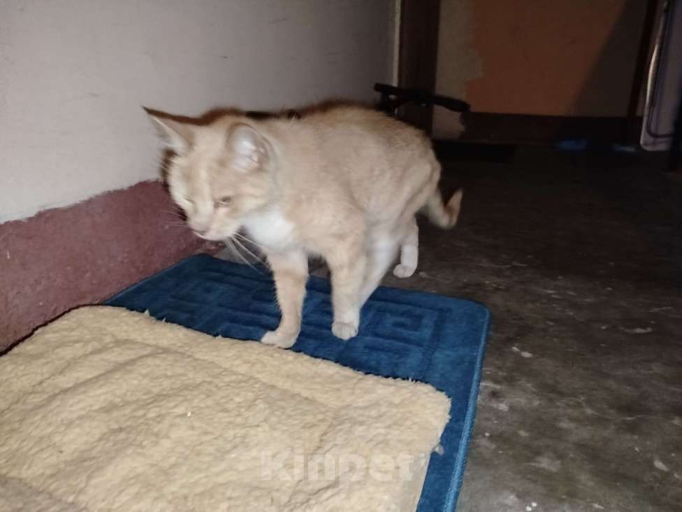 Кошки в Санкт-Петербурге: Кот или кошечка, рыжее животное Девочка, Бесплатно - фото 3