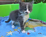Кошки в Ростове-на-Дону: Котенок ищет дом Девочка, Бесплатно - фото 1