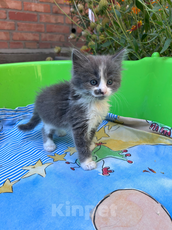 Кошки в Ростове-на-Дону: Котенок ищет дом Девочка, Бесплатно - фото 1