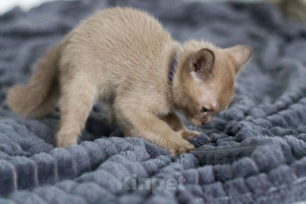 Кошки в Нижнем Новгороде: Европейская бурма, кошечка, шоколадный окрас Девочка, 46 000 руб. - фото 7