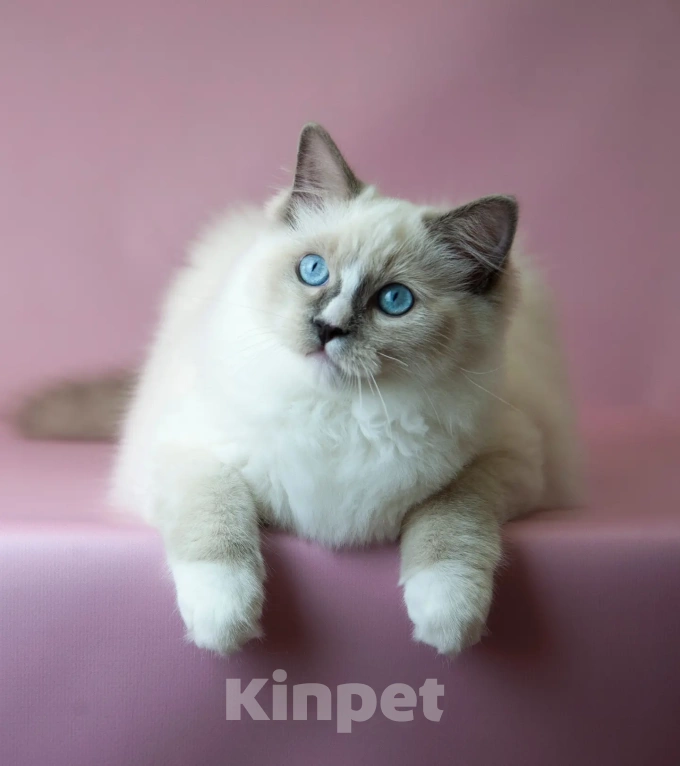 Кошки в Москве: Рэгдолл  Мальчик, 70 000 руб. - фото 2
