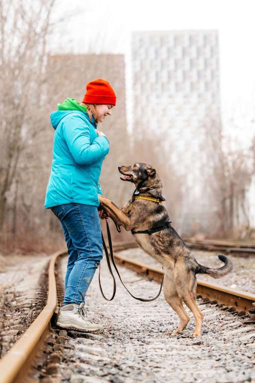 Собаки в Москве: Искренний и добрый пёсик из приюта в добрые руки Мальчик, Бесплатно - фото 2