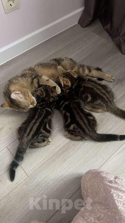 Кошки в Барнауле: Прямоухая кошечка Девочка, 3 500 руб. - фото 5