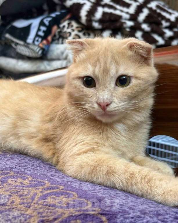 Кошки в Москве: Хома ищет дом  Мальчик, Бесплатно - фото 2