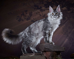 Кошки в Барнауле: Черный дым Мальчик, 80 000 руб. - фото 5