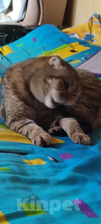 Кошки в Самаре: Отдам кошку в хорошие руки Девочка, Бесплатно - фото 3