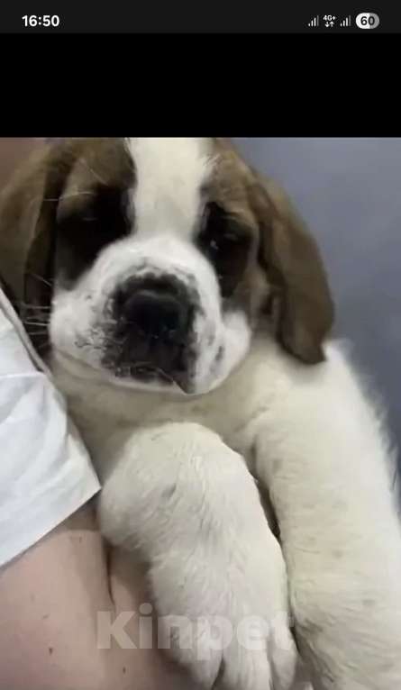 Собаки в Тамбове: Бетховен Мальчик, 75 000 руб. - фото 7