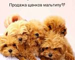 Собаки в Москве: Щенки Мальтипу микро ф1 из Китая  Девочка, Бесплатно - фото 1