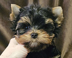 Собаки в Москве: Мальчик йорка  Мальчик, 60 000 руб. - фото 6
