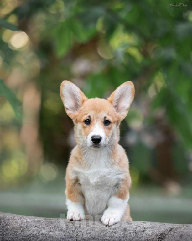 Собаки в Ростове-на-Дону: Девочки подрощенные вельш корги пемброк Девочка, 50 000 руб. - фото 3