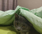 Кошки в Новосибирске: Отдам кота в хорошие руки Мальчик, Бесплатно - фото 2