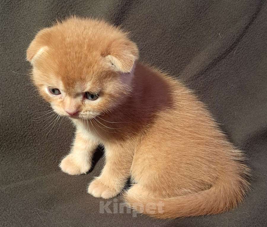Кошки в Санкт-Петербурге: Шотландский котёнок Мальчик, 50 000 руб. - фото 2