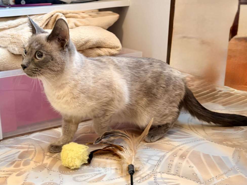 Кошки в Санкт-Петербурге: Кошечка Стася ищет свой дом Девочка, Бесплатно - фото 5