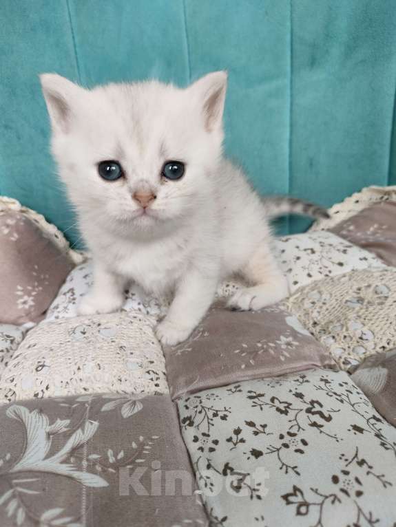 Кошки в Воронеже: Манчкин Лонг девочка Девочка, 10 000 руб. - фото 1