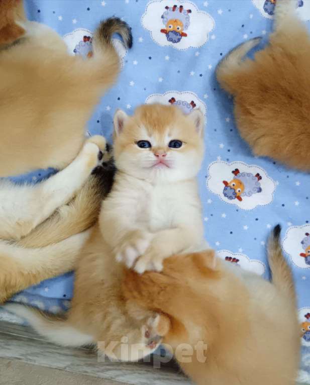 Кошки в Новосибирске: Британский мальчик с документами  Мальчик, 25 000 руб. - фото 6