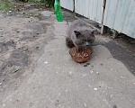 Кошки в Воронеже: Пропал кот Мальчик, Бесплатно - фото 2