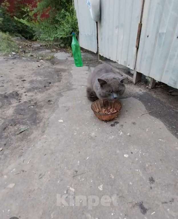 Кошки в Воронеже: Пропал кот Мальчик, Бесплатно - фото 2