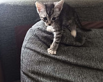Кошки в Красногорске: Котенок в добрые руки Мальчик, Бесплатно - фото 4