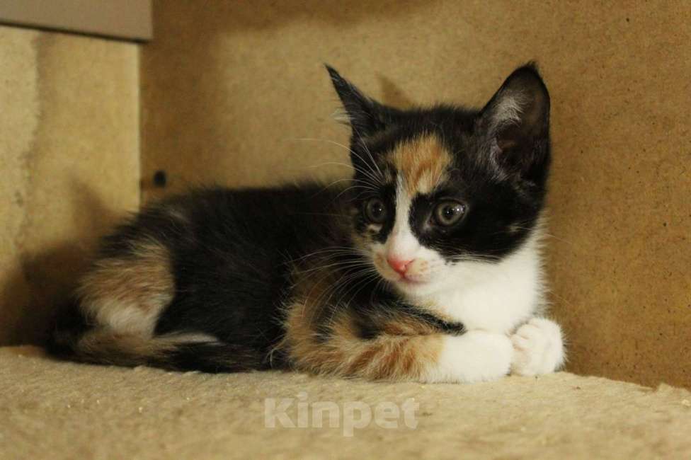 Кошки в Санкт-Петербурге: Симпатичные заводные котята Мальчик, Бесплатно - фото 9