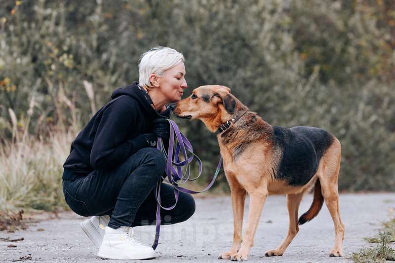Собаки в Москве: Приютский пёс Брэд — идеальный мальчик в дар Мальчик, 1 руб. - фото 4