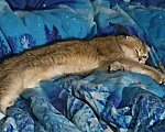 Кошки в других городах Ленинградской области: Шотланская вислоухая кошечка Девочка, 25 000 руб. - фото 5