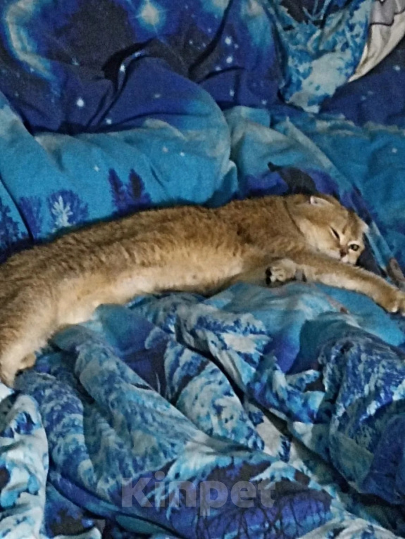 Кошки в других городах Ленинградской области: Шотланская вислоухая кошечка Девочка, 25 000 руб. - фото 5