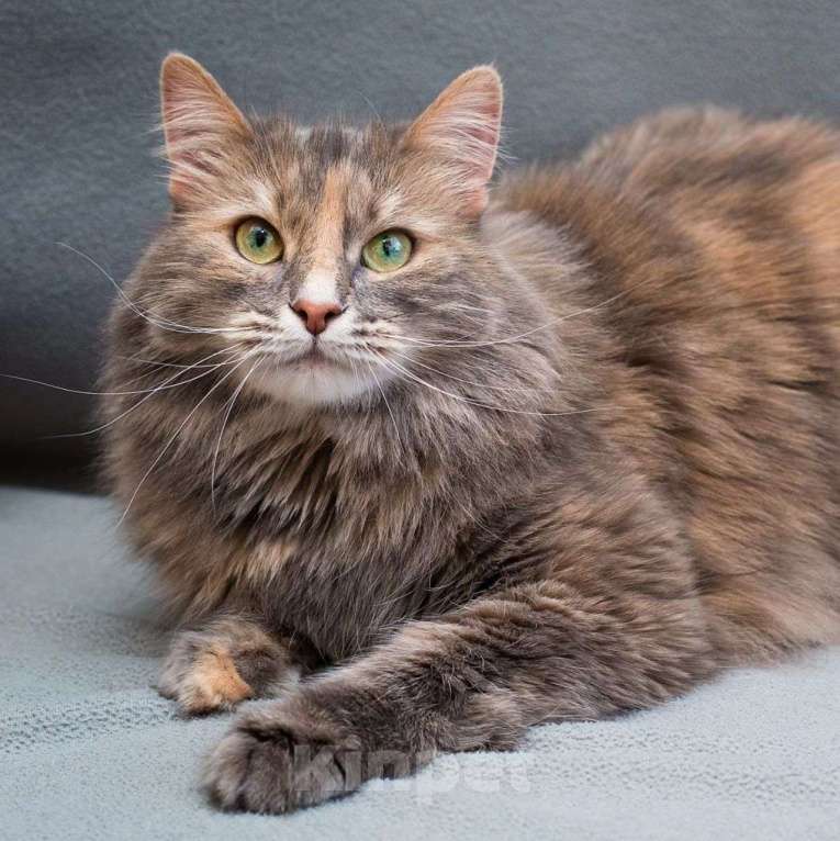 Кошки в Москве: Пушистая Плюша в добрые руки Девочка, Бесплатно - фото 2