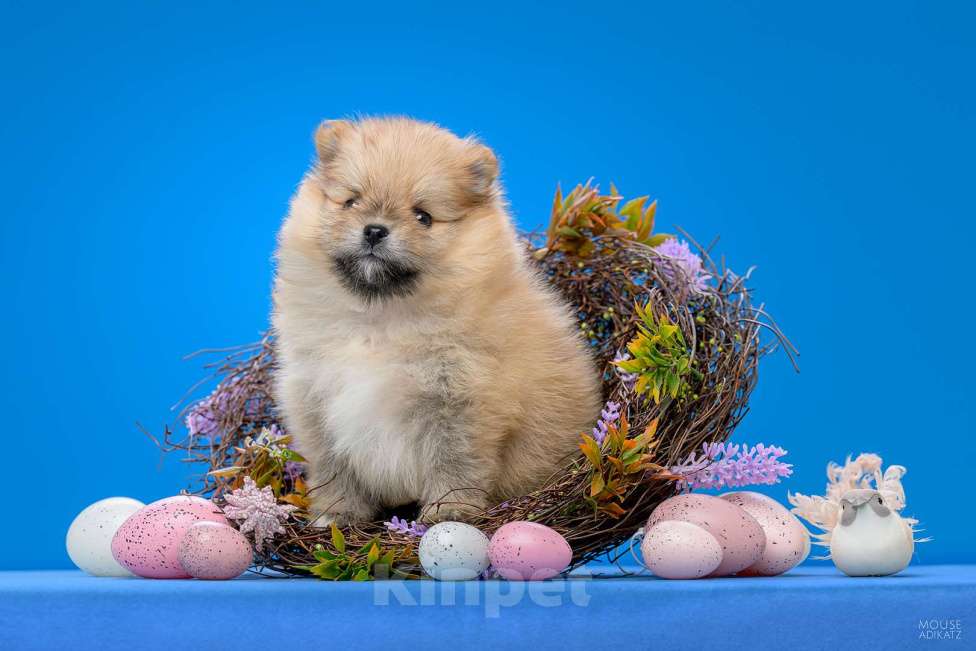 Собаки в Воткинске: Щенок малого немецкого шпица Мальчик, 50 000 руб. - фото 1