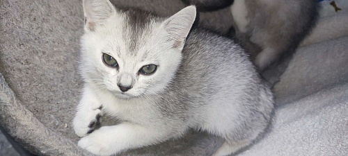 Серебристая шиншилла скоттиш-страйт мальчик