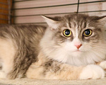 Кошки в Москве: Уютная меховая кошка Жасмин в дар. Девочка, Бесплатно - фото 1