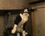 Кошки в Лобне: Кот Мейн-Кун на вязку Мальчик, 2 000 руб. - фото 12