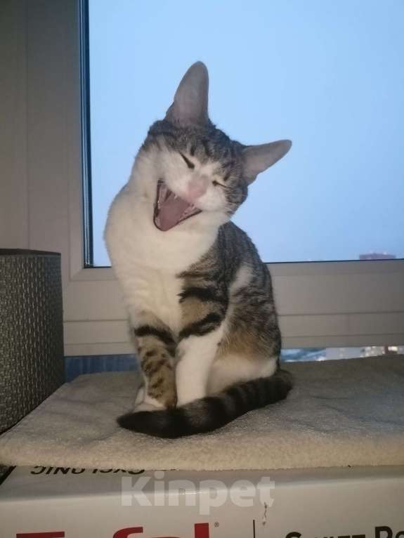 Кошки в Москве: Срочно котёнок в добрые руки Мальчик, Бесплатно - фото 1