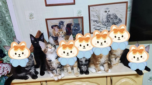 Котята мейн-кун