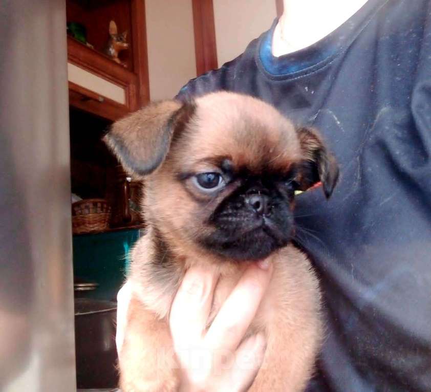 Собаки в Москве: Девочка пти-брабансон, доставка по Москве Девочка, 50 000 руб. - фото 2