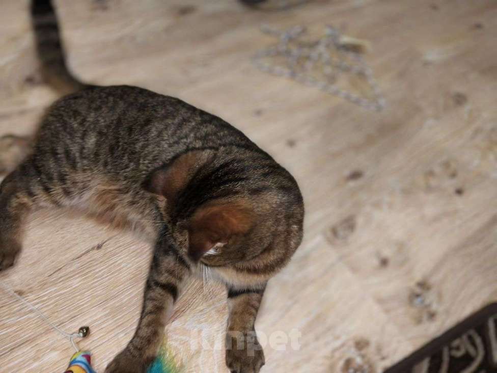 Кошки в Ростове-на-Дону: Британская короткошёрстная кошка Девочка, Бесплатно - фото 1