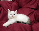 Кошки в Пскове: Черный ван голубоглазый Мальчик, 25 000 руб. - фото 10