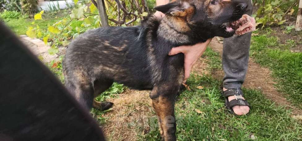 Собаки в Ореховом-Зуево: Продажа щенков Мальчик, 50 000 руб. - фото 4