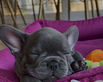 Собаки в Уфе: Продам щенков породы: Французский бульдог Мальчик, 20 000 руб. - фото 4