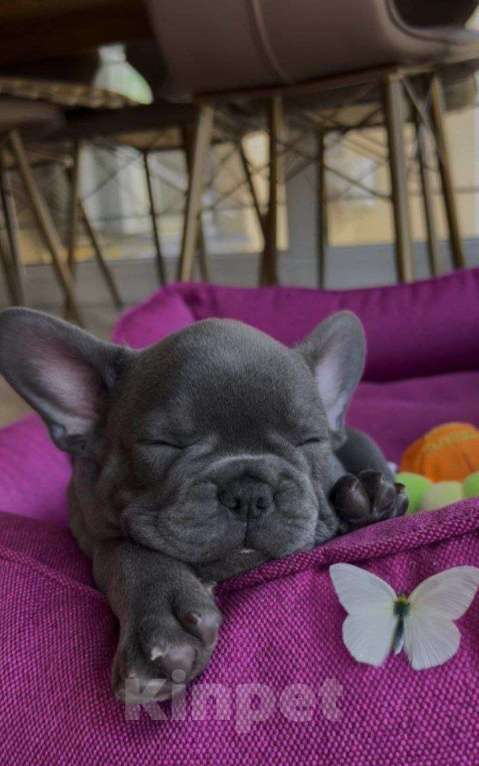 Собаки в Уфе: Продам щенков породы: Французский бульдог Мальчик, 20 000 руб. - фото 4