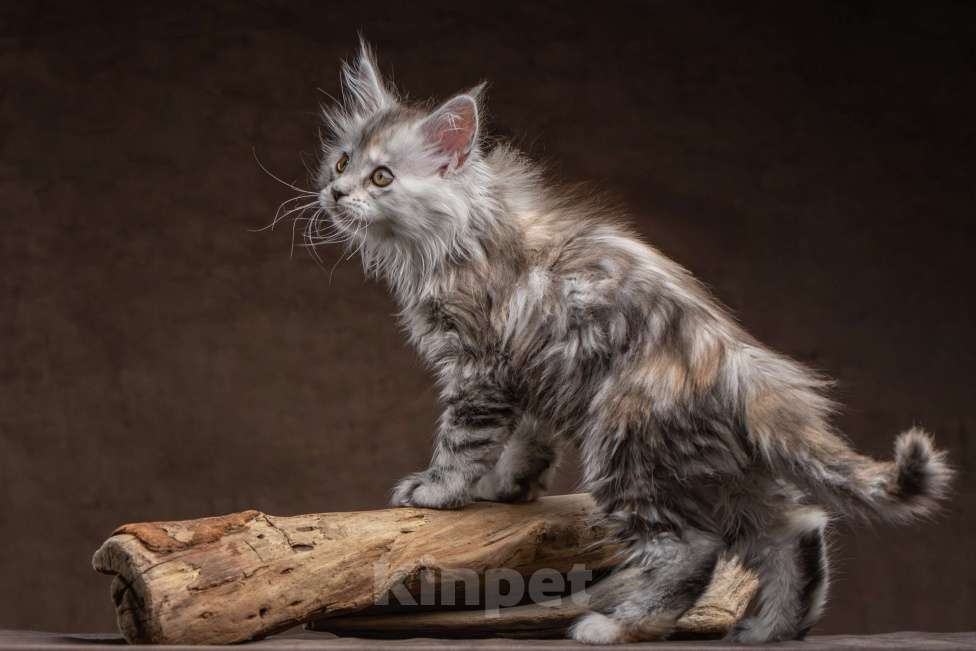 Кошки в других городах Ленинградской области: Мей-куны полидакты - котята в &quot; руковичках&quot; Мальчик, 45 000 руб. - фото 3