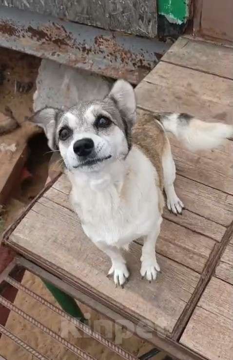 Собаки в Москве: Маленькая Кукла ищет дом и семью Девочка, Бесплатно - фото 8